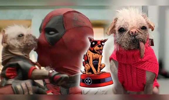 ‘Deadpool & Wolverine’: conoce a Peggy, la estrella perruna que interpretará a ‘Dogpool’, la versión canina del antihéroe de Marvel