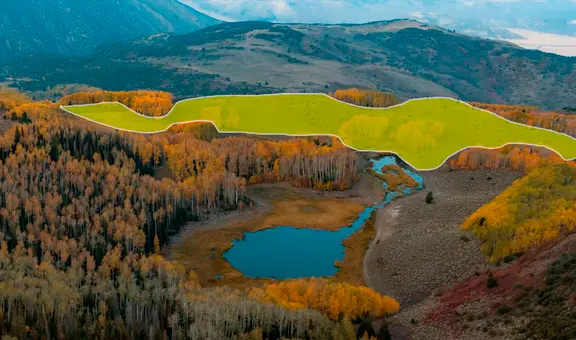 Conoce al ser vivo más grande del mundo: pesa 6.000 toneladas, mide 60 veces el Estadio Nacional y no es la ballena azul