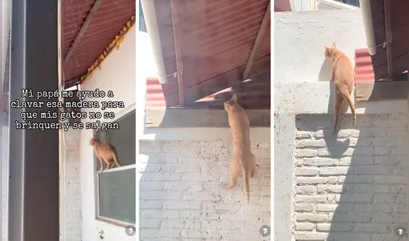 Gatito usa insólito método para escapar de su casa y usuarios dicen: “Ni en 'Misión imposible'”