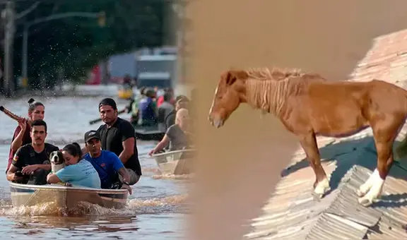 Un caballo queda atrapado en el techo durante devastadoras inundaciones en Brasil