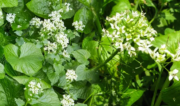 La planta más difícil de cultivar en el mundo crece en América: un kilo cuesta hasta US$160