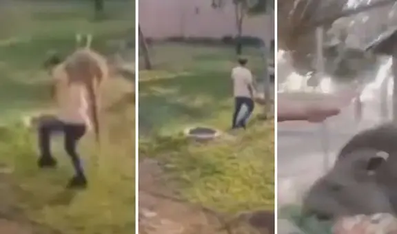 Maltratan animales en el Parque de las Leyendas: transmitieron 'reto' de TikTok en vivo