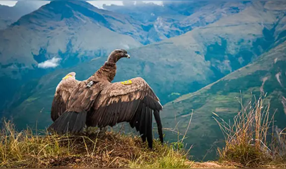 Cóndor andino sobrevive a terrible intoxicación en Apurímac: será monitoreado con GPS por Serfor