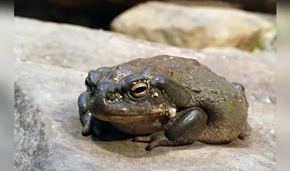 Científicos descubren una nueva esperanza para la ansiedad y la depresión en las toxinas de un sapo del río Colorado