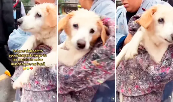 Brasil: perrito conmueve al mundo al seguir nadando, pese a haber sido rescatado de inundaciones