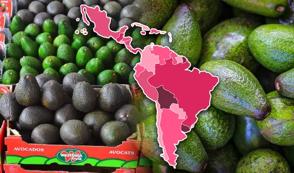 Luna, la nueva variedad de aguacate escogida como el mejor invento agronómico que se produce en América Latina