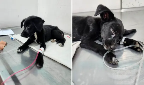 Denuncian caso de abuso sexual a una perrita en Ventanilla