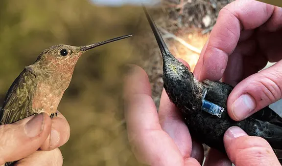 Científicos descubren una nueva especie de colibrí más grande del mundo en los Andes de Sudamérica