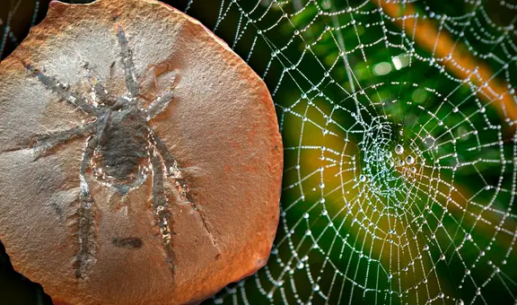 Descubren sorprendente especie de araña de 308 millones de años: habitó los bosques de América