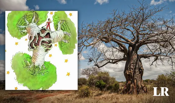 El misterioso origen de los baobabs: el 'árbol de la vida' que sale en el cuento El Principito