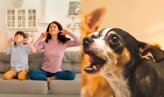 Mascotas ruidosas en Colombia: revisa lo que dice la Ley 675 sobre posibles multas