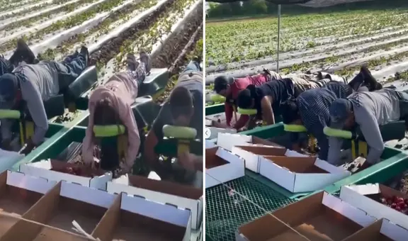 Innovadora plataforma permite a recolectores de fresas trabajar echados: "El trabajo soñado"