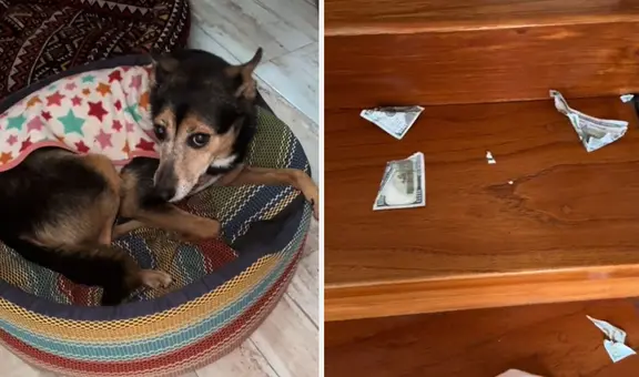 Perrito destruyó el dinero de su dueño tras quedarse solo en casa: “¡Mis ahorros!”