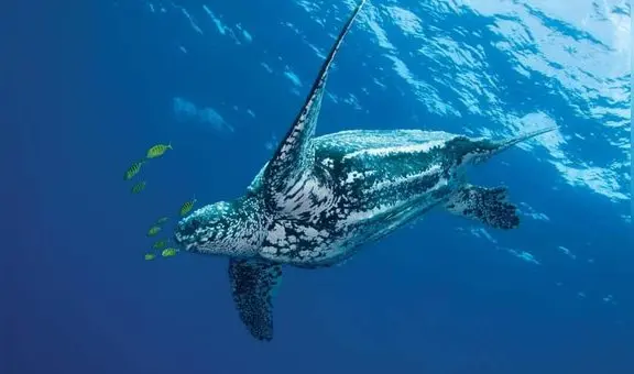 La tortuga más grande del mundo vive en América: pesa casi una tonelada y alcanza los 2 metros de longitud