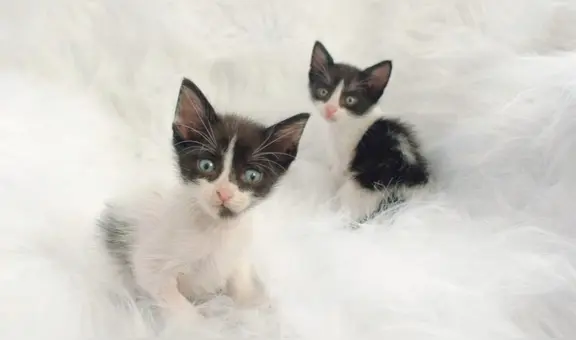 Cercado de Lima: piden adopción para 4 gatitos que serán arrojados a la calle por falta de recursos