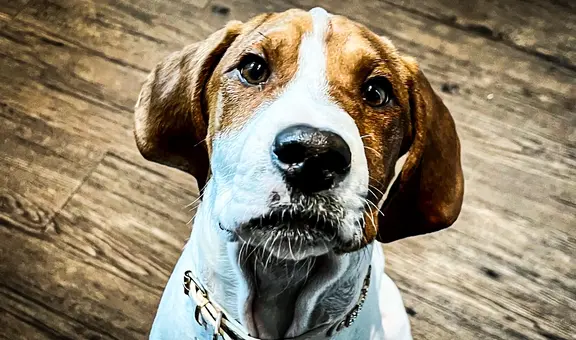 Una estadounidense pidió la eutanasia para su perro y lo encontró un año después en adopción