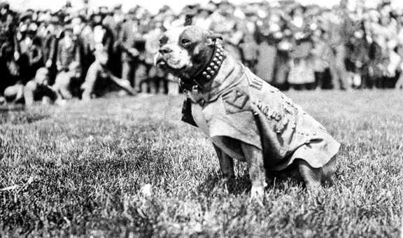 El perro con más condecoraciones de Estados Unidos, que salvó a su batallón en la Primera Guerra Mundial