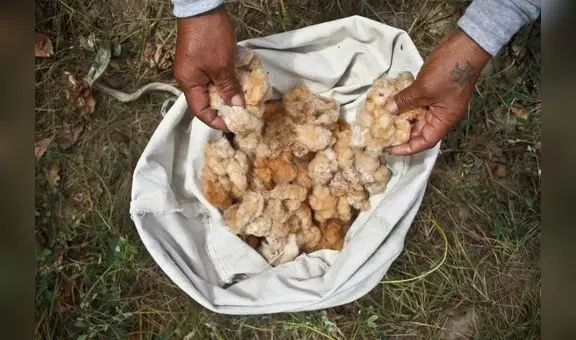 Transgénicos en Perú: entre la biodiversidad y ampliar la frontera agrícola