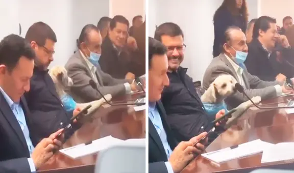 Perrito se vuelve viral en TikTok al participar en reunión municipal y usuarios bromean: “Firu a la alcaldía”