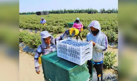 Agroindustria registra récord histórico de 1.499 empresas exportadoras al primer trimestre