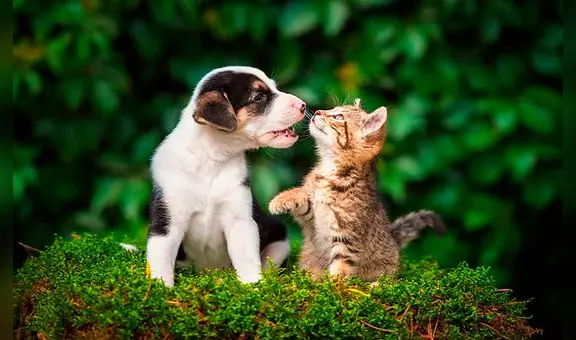¿Cómo elegir la MEJOR COMIDA de tu mascota?: consejos indispensables para nutrir bien a tus 'engreídos'
