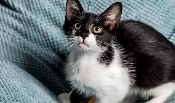 Científicos de Finlandia detectan mutación única en gatos que pueden cambiar el color de su pelaje