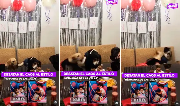 Perritos imitan pelea de hermanitas por pastel y desatan caos en fiesta canina