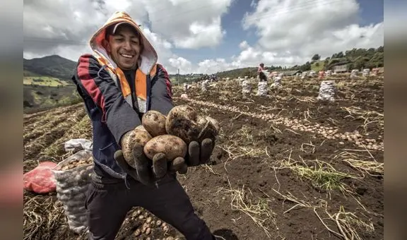 La historia de la papa: desde su llegada a Europa hasta su papel crucial en la crisis alimentaria