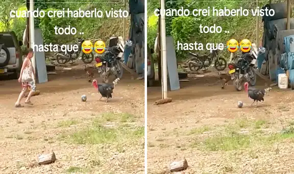 Pavo sorprende en TikTok al jugar fútbol con niño y usuarios bromean: “Entrenando para el Mundial”