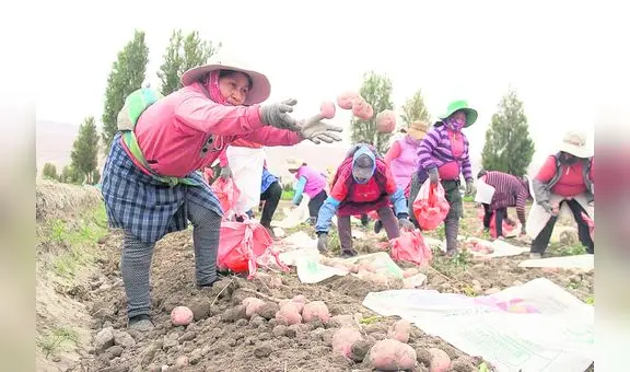 Las manos que cultivan la papa siempre pierden