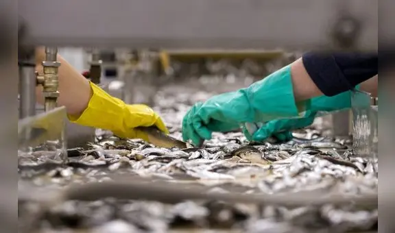 Reserva Nacional de Paracas: 41 exministros rechazan la pesca industrial en área protegida