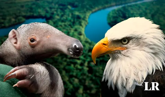 El único animal de la Tierra que tiene las 5 vocales en su nombre: habita mayormente en 3 países de Sudamérica