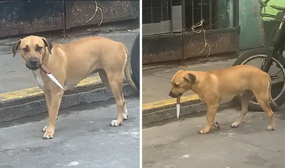 Peruana capta perrito en el Callao con un cuchillo en la boca y dicen “Firulais que se respeta”