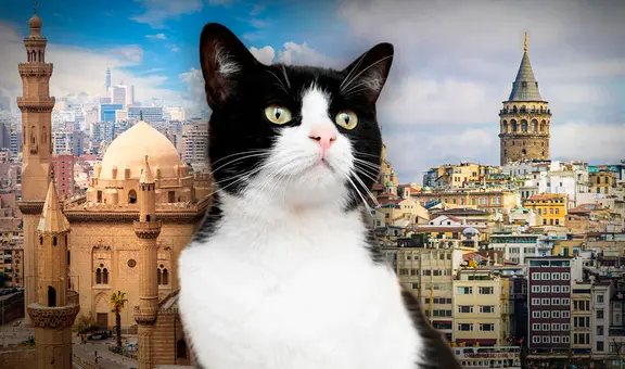 Las 5 ciudades que están en 2 continentes: en una los gatos callejeros son tratados como ciudadanos