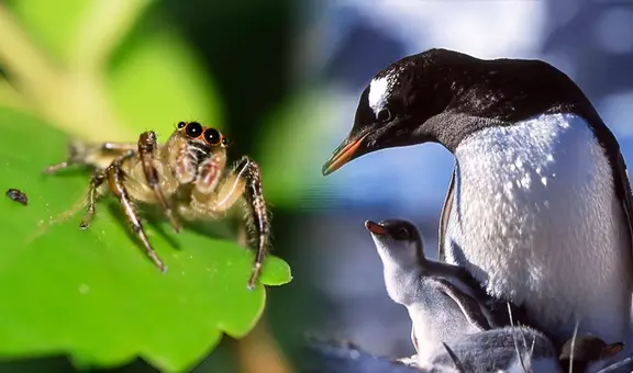 Los animales de la Tierra que no son mamíferos y producen 'leche' para alimentar a sus crías