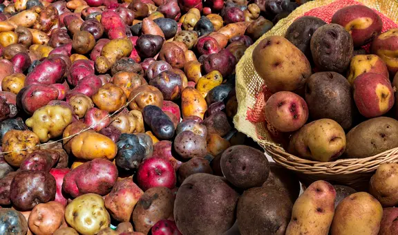 Científicos en Sudamérica desarrollan un nuevo tipo de papa inmune al tizón tardío