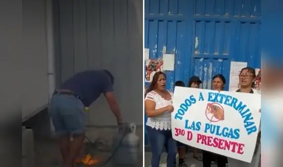 SJL: alumnos serán reubicados tras infestación de pulgas en colegio