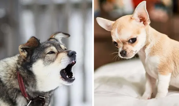 ¿Los perros pueden detectar las malas intenciones de las personas?: estudio lo revela