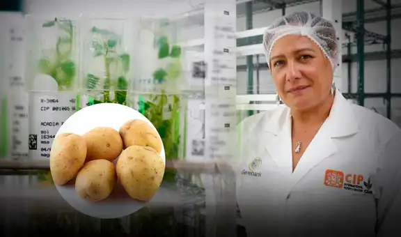 Científicos crean dos nuevas variedades de papa para combatir la anemia tras 10 años de investigación