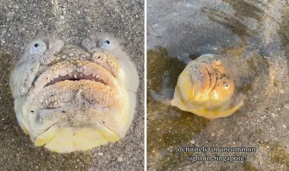 Hallan extraño pez en playas de Singapur y causa asombro en redes: “Tiene espinas venenosas”