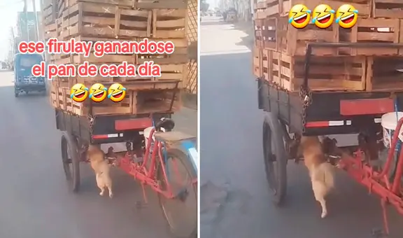 Perrito ayuda a su dueño a empujar triciclo de reciclaje y usuarios reaccionan: “Todo por las croquetas”
