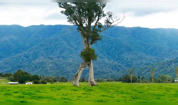 Conoce al extraño 'árbol andante' de 32 metros que sobrevivió a la tala de su bosque en Nueva Zelanda