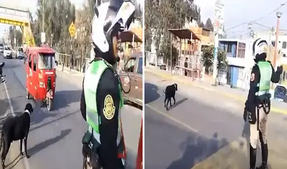 Policía conmueve al detener el tránsito para que perrito callejero cruce la Panamericana Norte: “Vale oro”