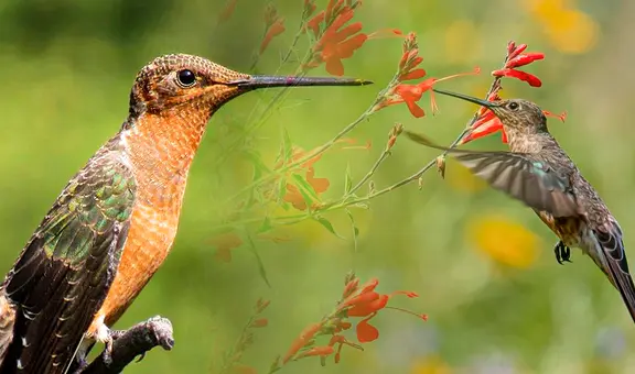 El colibrí más grande de la Tierra está en Sudamérica: mide como una mano y su pico es más largo que su cabeza