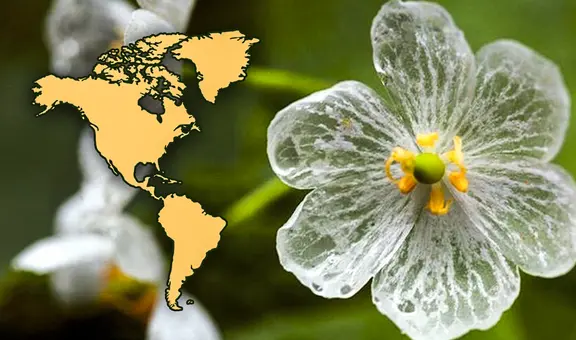 El ÚNICO país de América en el que crece la ‘flor esqueleto’: se vuelve transparente con la lluvia