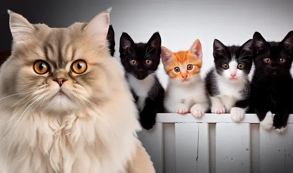 Las 4 razas de gatos que no se recomienda tener en la casa, según experto: uno de ellos es el persa