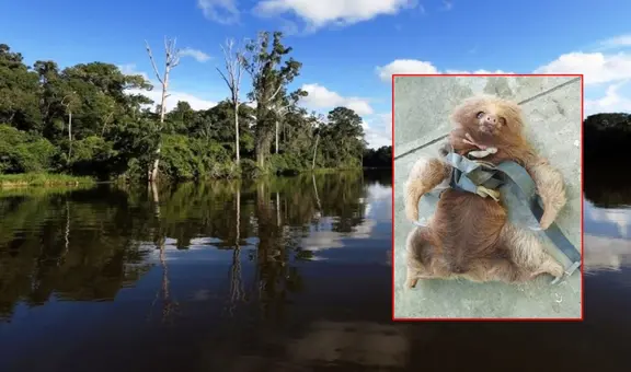 Cusco: presuntos traficantes abandonaron a un oso perezoso atado y dentro de un costal