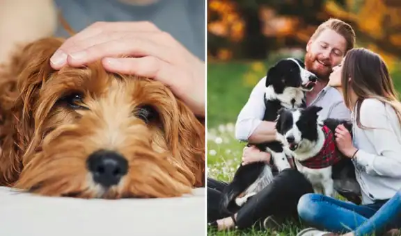 ¡No lo hagas más!: estudio revela la muestra de afecto que más odian los perros