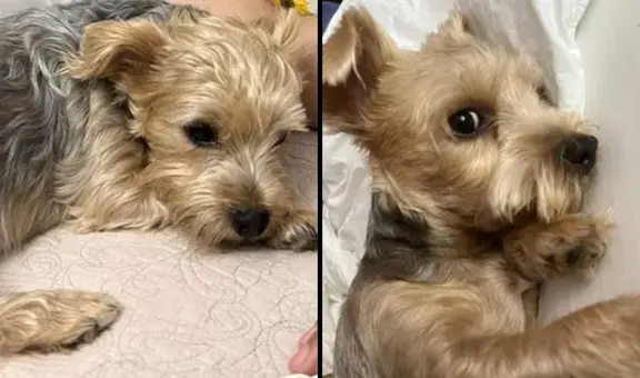 La Victoria: perrita escapó luego de que ladrones robaran su casa y ahora su familia la busca