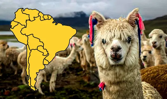 El país de Sudamérica que posee el 85% de la población mundial de alpacas: supera a Bolivia y Ecuador juntos